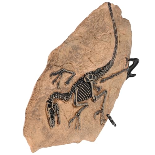 Toyvian Dinosaurier Fossil Modellset Realistisches Simulationsornament Pädagogisches Sammlerstück für und Paläontologie Dekoratives Dinosaurier Fossil für Zuhause und Büro Geeignet als und Toyvian Dinosaurier Fossil Modellset Realistisches Simulationsornament Pädagogisches Sammlerstück für und Paläontologie Dekoratives Dinosaurier Fossil für Zuhause und Büro Geeignet als und von Toyvian
