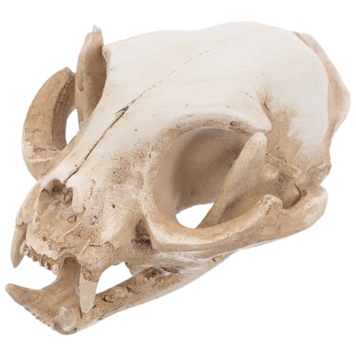 Toyvian Fortune Cat-Schädelmodell, Katzenskelettmodell, Katzenschädel Figur, Aquarium, Beige, 6.5 x 6.5 x 9 cm Toyvian Fortune Cat-Schädelmodell, Katzenskelettmodell, Katzenschädel Figur, Aquarium, Beige, 6.5 x 6.5 x 9 cm von Toyvian