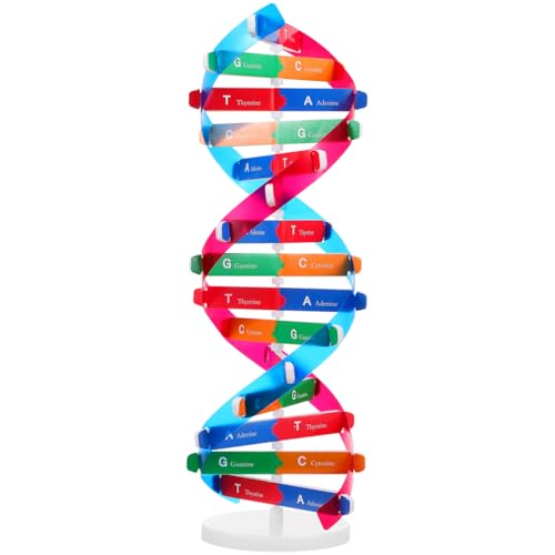 Toyvian DNA Modell Lehrmittel Die Wissenschaftliche Verbreitung von Modellen Doppelhelixmodells PäDagogisches Spielzeug Zur FöRderung Beobachtungs Wissenschaftliche Entdeckung Und FrüHerziehung, M Toyvian DNA Modell Lehrmittel Die Wissenschaftliche Verbreitung von Modellen Doppelhelixmodells PäDagogisches Spielzeug Zur FöRderung Beobachtungs Wissenschaftliche Entdeckung Und FrüHerziehung, M von Toyvian