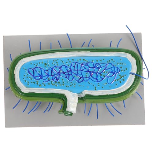Toyvian Modelle Detaillierte Zellanatomie Für Den Biologieunterricht in Der Schule Toyvian Modelle Detaillierte Zellanatomie Für Den Biologieunterricht in Der Schule von Toyvian