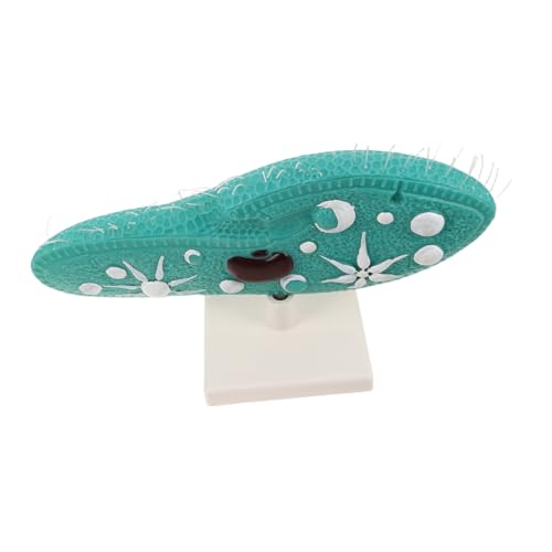Toyvian Paramecium Modell mit Ständer Detaillierte Cilien Robustes Biologie Lernmodell für Mittlere Pädagogisches Laborgerät für Wissenschaftsexperimente Toyvian Paramecium Modell mit Ständer Detaillierte Cilien Robustes Biologie Lernmodell für Mittlere Pädagogisches Laborgerät für Wissenschaftsexperimente von Toyvian