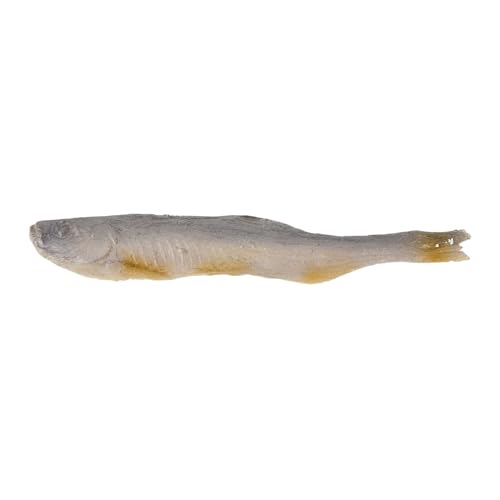 Toyvian Realistisches Fischmodell Gefälschtes Getrocknetes Fischdekor für Restaurant Schaufenster Fotografie Requisiten Vielseitige Verwendung Langlebig und Detailgetreu von Toyvian