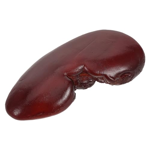 Toyvian Realistisches Schweine Nieren Attrappe Halloween Requisite Langlebiges Material Detailgetreue Textur Gruseliges Organ für Kostüm Partydekoration Puppenhaus und Themenrestaurants von Toyvian