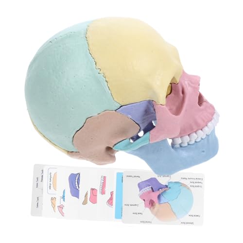 Toyvian Anatomisches Schädelmodell Abnehmbares Schädelmodell Für Anatomieunterricht Und Kunststudium Realistische Darstellung des Menschlichen Schädels Für Schüler Und Künstler Toyvian Anatomisches Schädelmodell Abnehmbares Schädelmodell Für Anatomieunterricht Und Kunststudium Realistische Darstellung des Menschlichen Schädels Für Schüler Und Künstler von Toyvian
