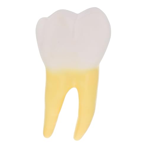 Toyvian Zahnprobenschaufensterpuppe Anatomisches Backenzahnmodell Simulation Backenzahnprobe Anatomisches Zahnmodell Backenzahnwerkzeug Gelbes Backenzahnmodell Aus PVC Zur von Toyvian