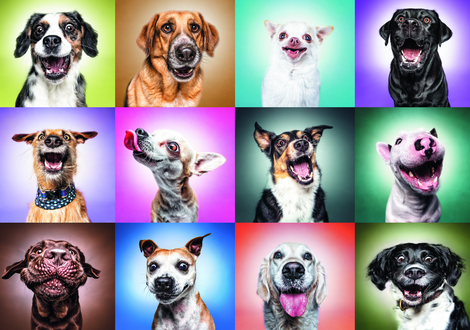 Trefl Prime Trefl Prime Puzzle - Funny Dogs 1000 Teile Puzzle Trefl-Prime-10706 Trefl Prime Trefl Prime Puzzle - Funny Dogs 1000 Teile Puzzle Trefl-Prime-10706 von Trefl Prime