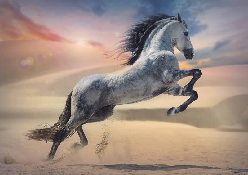 Trefl Majestätisches Pferd 1000 Teile Puzzle Trefl-10790 Trefl Majestätisches Pferd 1000 Teile Puzzle Trefl-10790 von Trefl