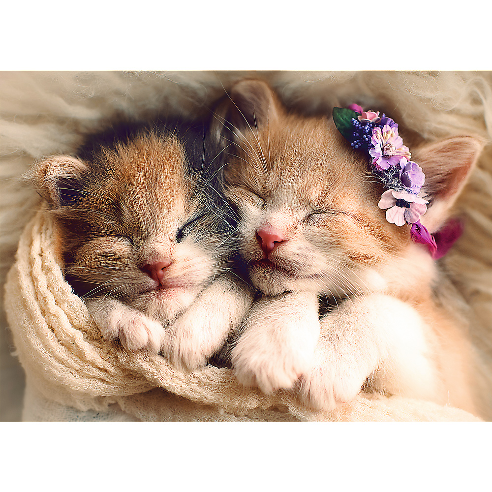 Trefl Sleeping kittens 500 Teile Puzzle Trefl-37271 von Trefl