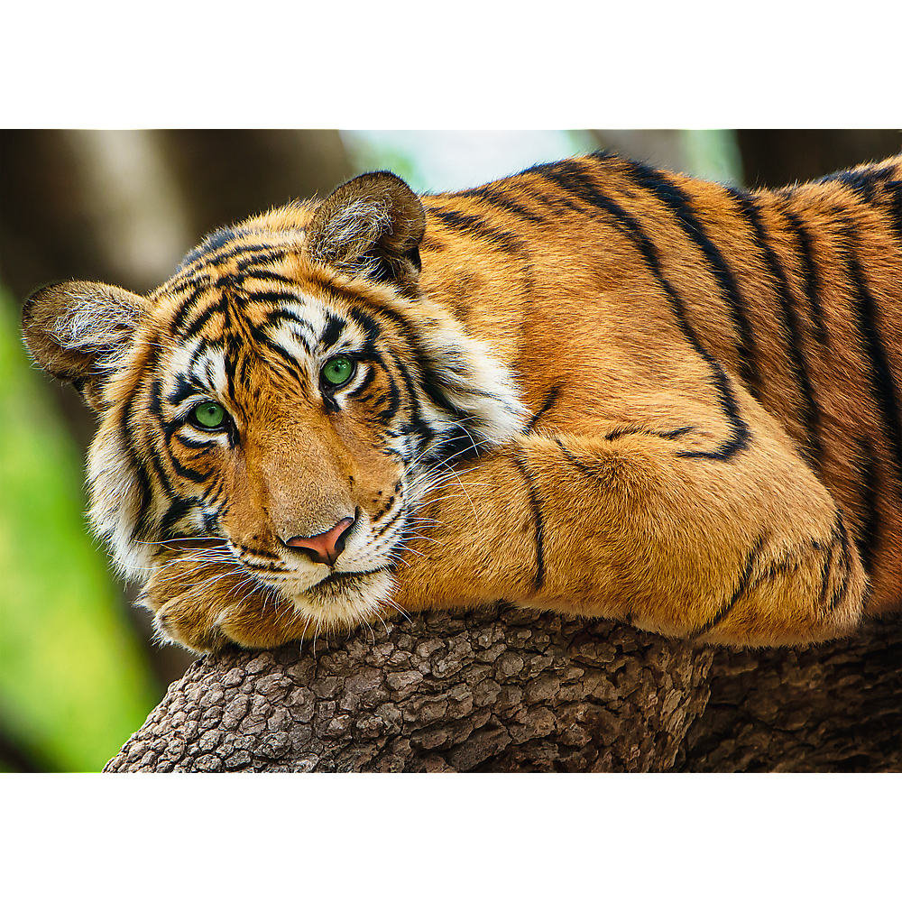 Trefl Tiger Portrait 500 Teile Puzzle Trefl-37397 von Trefl