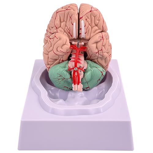 Gehirnmodell menschliches Gehirn 8-teiliges Modell von 32 digitale Identifikatoren Lebensgröße menschliche Anatomie für wissenschaftliche Klassenzimmerstudien zeigen Unterricht medizinische Anatomie Gehirnmodell menschliches Gehirn 8-teiliges Modell von 32 digitale Identifikatoren Lebensgröße menschliche Anatomie für wissenschaftliche Klassenzimmerstudien zeigen Unterricht medizinische Anatomie von Trrymbbe