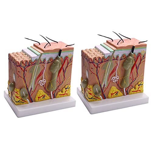 TsoLay 2X Haut Modell, 50 Fache Haut und Haar Struktur Vergrößern Modell Anatomisches Modell Anatomie für Naturwissenschaftliche Studien Im Klassenzimmer Lehrendes Medizinisches Modell TsoLay 2X Haut Modell, 50 Fache Haut und Haar Struktur Vergrößern Modell Anatomisches Modell Anatomie für Naturwissenschaftliche Studien Im Klassenzimmer Lehrendes Medizinisches Modell von TsoLay