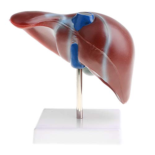 Tubayia 1: 1 Menschliche Normalen Leber Modell Anatomisches Lebermodell Labor Schule Anatomie Studie Display Lernmodell Tubayia 1: 1 Menschliche Normalen Leber Modell Anatomisches Lebermodell Labor Schule Anatomie Studie Display Lernmodell von Tubayia