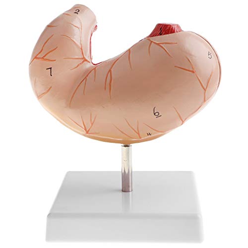 Tubayia 1: 1 Menschliches Magen Modell Abnehmbare Anatomisches Magenmodell für Schule Labor von Tubayia