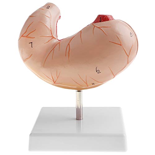 Tubayia 1: 1 Menschliches Magen Modell Abnehmbare Anatomisches Magenmodell für Schule Labor Tubayia 1: 1 Menschliches Magen Modell Abnehmbare Anatomisches Magenmodell für Schule Labor von Tubayia