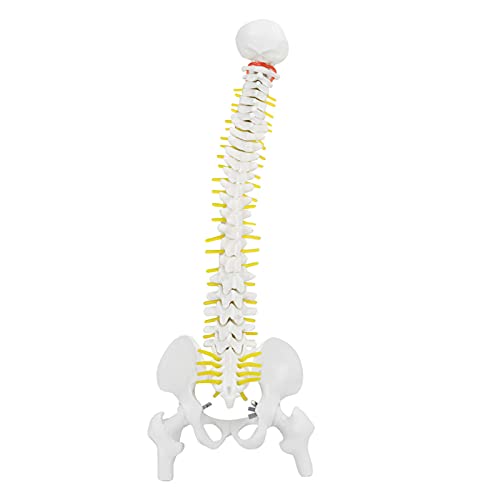 Wirbelsäule Modell, 38cm Wissenschaftliches Menschliches Flexibles Wirbelsäulen-Modell mit Base Abnehmbare Der Menschlichen Wirbelsäule Skelett Anatomie für Skelett Anatomie Unterrichten Wirbelsäule Modell, 38cm Wissenschaftliches Menschliches Flexibles Wirbelsäulen-Modell mit Base Abnehmbare Der Menschlichen Wirbelsäule Skelett Anatomie für Skelett Anatomie Unterrichten von Tyenaza