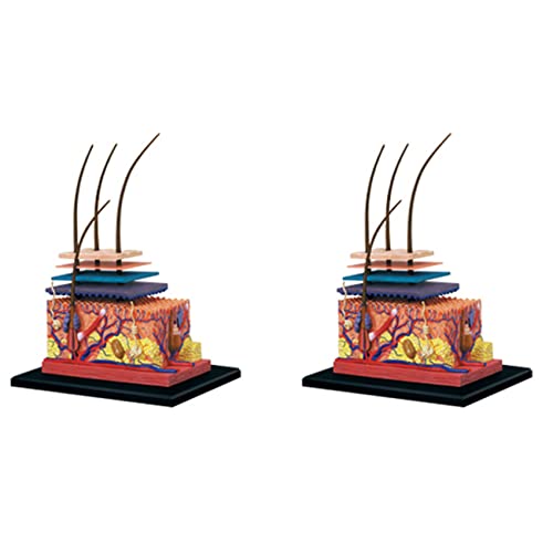 Tynmoel 2 x 4D-Modell aus menschlicher Haut, Haarorgane, Puzzle-Modell, Lehrmodell, Manikin, Wissenschaft, anatomisches Modell Tynmoel 2 x 4D-Modell aus menschlicher Haut, Haarorgane, Puzzle-Modell, Lehrmodell, Manikin, Wissenschaft, anatomisches Modell von Tynmoel
