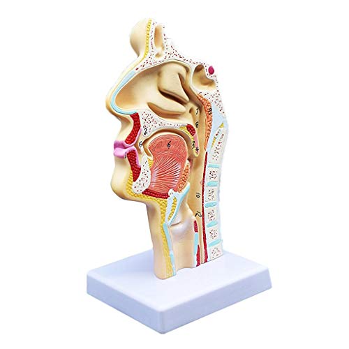 Anatomisches Modell für den menschlichen Mund und die Nasenhöhle und den Hals. von U/D