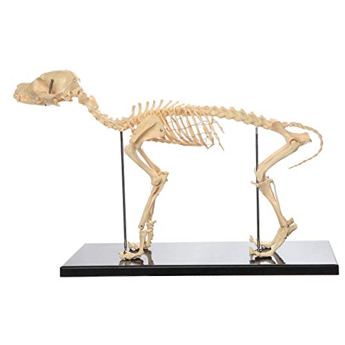 UIGJIOG Hundeskelett Knochenmodell Anatomisches Modell Hunde Tieranatomie Lehrmodell Hundeskelett Anatomisches Für Humanbiologie Veterinär-Demonstrationswerkzeug Fortschrittliches PVC von UIGJIOG