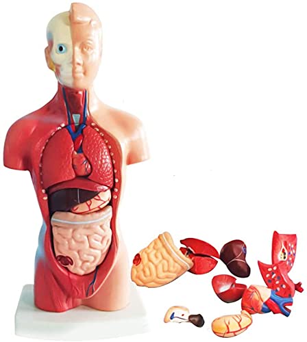 UIGJIOG Menschliches Torso Körperorgane Modell,15 Stück Abnehmbare 28Cm Biologie Modell 4D Anatomische Montage Modell Der Menschlichen Organe Für Bildungsschule von UIGJIOG