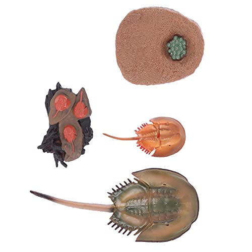 UKCOCO 1 Satz Horseshoe Crab Evolution Modell für Sicherem Lehrreiches für Tier und Fischliebhaber Fördert durch Spiel von UKCOCO