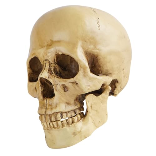 UKCOCO Medizinisches Schädelmodell aus Hochwertigem Resin Realistisches für Halloween Partys Dekoration für Spukhäuser UKCOCO Medizinisches Schädelmodell aus Hochwertigem Resin Realistisches für Halloween Partys Dekoration für Spukhäuser von UKCOCO