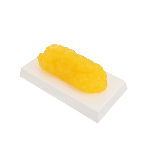 3St fettes modell Anatomiemodell des menschlichen Körpers Modelle Schwimmbad kippen sportgel the pe 1 Pfund anatomisches Modell Vorführmodell aus Kunststoff Plastik Yellow ULTECHNOVO von ULTECHNOVO