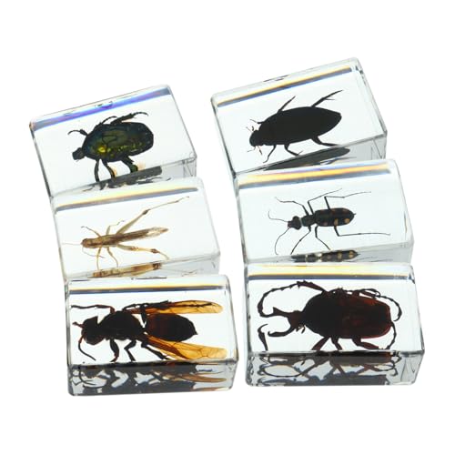 ULTECHNOVO 1 Satz Insektenexemplar Bug-sammler Insektenfänger Für Fehler Für Fehlerbetrachter Insektenbehälter Pädagogische Bugs Exemplar Insektenprobe Harz Transparent 6 Stück von ULTECHNOVO