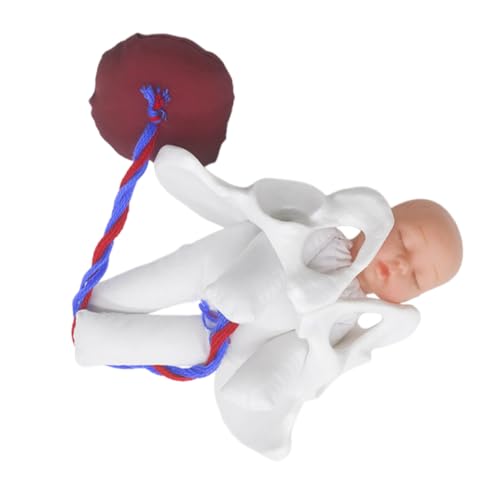 ULTECHNOVO 1 Satz Modell Der Beckenanatomie Weibliches Beckenknochenmodell Weibliches Fortpflanzungsmodell Anatomisches Beckenmodell Hebammenausbildungsmodell Beckenmodell Zum Lernen Stoff ULTECHNOVO 1 Satz Modell Der Beckenanatomie Weibliches Beckenknochenmodell Weibliches Fortpflanzungsmodell Anatomisches Beckenmodell Hebammenausbildungsmodell Beckenmodell Zum Lernen Stoff von ULTECHNOVO