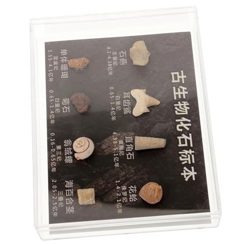 ULTECHNOVO 1 Schachtel Fossiles Exemplar Geode Wissenschaft Dinosaurier Lehrreich Schüler Unterrichten Echtes Modell Unregelmäßige Steine Kleiner Unregelmäßiger Stein Ornament von ULTECHNOVO
