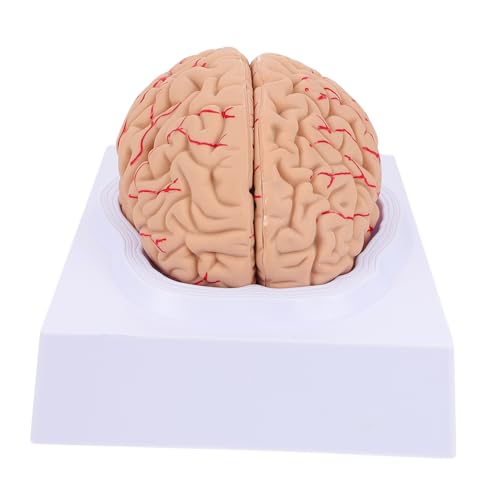 ULTECHNOVO 1 Stück Anatomisches Gehirnmodell Medizinsches Cerebrovaskuläres Modell für Unterrichtszwecke Teilig Detaillierte Darstellung Menschlichen Gehirnstruktur für Lehrer Studenten ULTECHNOVO 1 Stück Anatomisches Gehirnmodell Medizinsches Cerebrovaskuläres Modell für Unterrichtszwecke Teilig Detaillierte Darstellung Menschlichen Gehirnstruktur für Lehrer Studenten von ULTECHNOVO