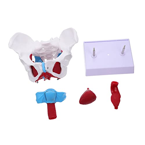 ULTECHNOVO 1 Stück Weibliches Beckenmodell Anatomisches Modell mit Abnehmbaren Organen Material für Unterrichtszwecke Medizinische Ausbildung Detailreiche Darstellung Beckenanatomie ULTECHNOVO 1 Stück Weibliches Beckenmodell Anatomisches Modell mit Abnehmbaren Organen Material für Unterrichtszwecke Medizinische Ausbildung Detailreiche Darstellung Beckenanatomie von ULTECHNOVO