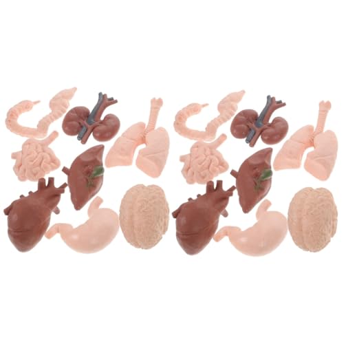 ULTECHNOVO 16 Stk Menschliches Organmodell Wissenschaftliches Lernspielzeug Magen-modell Kidcraft-spielset Männchen Modell Der Körperanatomie Skelett Baby Mini Probe Plastik von ULTECHNOVO