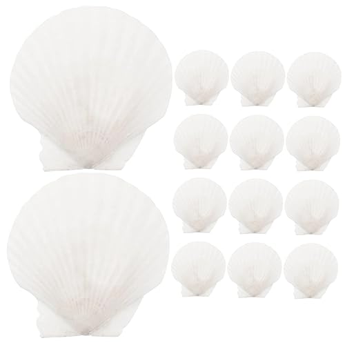ULTECHNOVO 16 Stück Muschelschale Küstendekor Muscheln selber malen Tank Muscheln zum Basteln große Muscheln große Jakobsmuscheln natürliche Muscheldekore DIY-Material Hülse ULTECHNOVO 16 Stück Muschelschale Küstendekor Muscheln selber malen Tank Muscheln zum Basteln große Muscheln große Jakobsmuscheln natürliche Muscheldekore DIY-Material Hülse von ULTECHNOVO