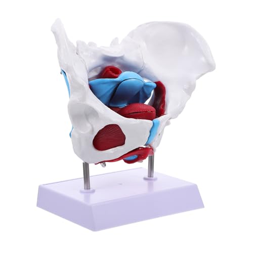 ULTECHNOVO 1Stk Becken-Uterus-Modell wissenschaftliches Anatomiemodell Medizinische Modelle weibliches beckenmodell -Training Beckenpädagogisches Modell medizinisches Beckenmodell ULTECHNOVO 1Stk Becken-Uterus-Modell wissenschaftliches Anatomiemodell Medizinische Modelle weibliches beckenmodell -Training Beckenpädagogisches Modell medizinisches Beckenmodell von ULTECHNOVO