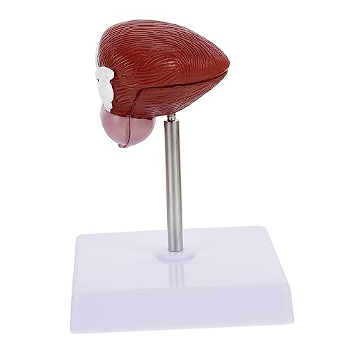 ULTECHNOVO 1Stk Blasenmodell Lungenmodell Skelett Körper Anatomiemodell Gehirnmodell Anatomisches Modell der menschlichen Blase medizinisches anatomisches Modell Lehrmittel Lehrhilfe Plastik ULTECHNOVO 1Stk Blasenmodell Lungenmodell Skelett Körper Anatomiemodell Gehirnmodell Anatomisches Modell der menschlichen Blase medizinisches anatomisches Modell Lehrmittel Lehrhilfe Plastik von ULTECHNOVO