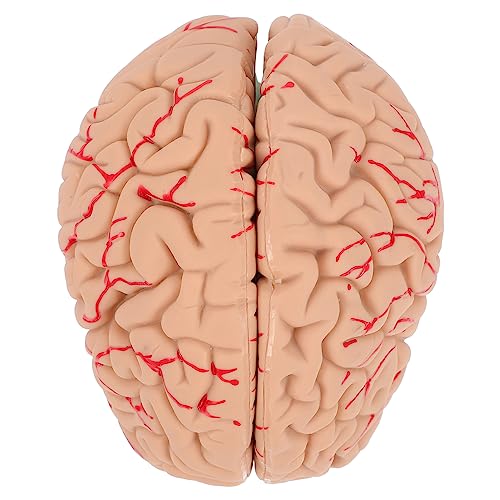 ULTECHNOVO 1Stk Modell der Gehirnanatomie Gehirnmodell Gehirn Lehrmodell Anatomisches Modell des Gehirns naturwissenschaftliche Studienhilfe schaufensterpuppe Modelle Puzzle Lieferungen PVC von ULTECHNOVO