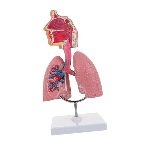 ULTECHNOVO 1Stk Modell des Atmungssystems anatomical model Atemsystem Modell manaquin Lunge spielzeug Modelle nützliches Atmungssystemmodell Modell des menschlichen Atmungssystems medizinisch von ULTECHNOVO