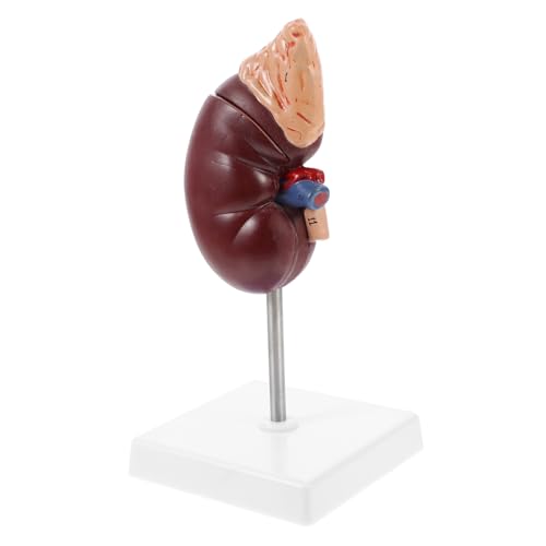 ULTECHNOVO 1pc Menschliche Niere Prop Nebennieren Modell Modell für Biologie Klasse Schule Bildung Prop ULTECHNOVO 1pc Menschliche Niere Prop Nebennieren Modell Modell für Biologie Klasse Schule Bildung Prop von ULTECHNOVO