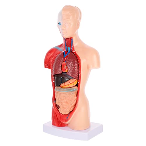 ULTECHNOVO Anatomiemodell Menschliche Organe Satz Detailgetreues Modell des Herz Kreislauf Systems und Innerer Organe Zerlegbar für Biologieunterricht Medizinische Schulungen ULTECHNOVO Anatomiemodell Menschliche Organe Satz Detailgetreues Modell des Herz Kreislauf Systems und Innerer Organe Zerlegbar für Biologieunterricht Medizinische Schulungen von ULTECHNOVO