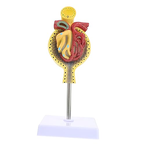ULTECHNOVO 1stk Glomeruläres Modell Spiel Nierenmodell Anatomie Skelettmodell Modell Des Menschlichen Körpers Anatomiemodell Herzmodell Modell Der Nierenanatomie System Pvc von ULTECHNOVO
