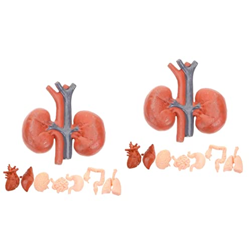 ULTECHNOVO 2 Sätze Menschliches Organmodell Raupenmodell Ding System Miniaturmodell Auslauf Kette Ab Werkzeug Lebermodell Orgelprobe Orgelmodell Künstliches Menschliches Organ Pvc 8 Stück * 2 ULTECHNOVO 2 Sätze Menschliches Organmodell Raupenmodell Ding System Miniaturmodell Auslauf Kette Ab Werkzeug Lebermodell Orgelprobe Orgelmodell Künstliches Menschliches Organ Pvc 8 Stück * 2 von ULTECHNOVO