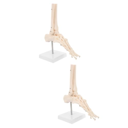 ULTECHNOVO 2 Stk Fuß Anatomie Fuß-Knöchel-Modell Fußgelenkmodell Modelle Sprunggelenkmodell aus Kunststoff Fußknochenmodell aus Kunststoff Füße Fußmodell Unterrichtsmaterialien PVC von ULTECHNOVO