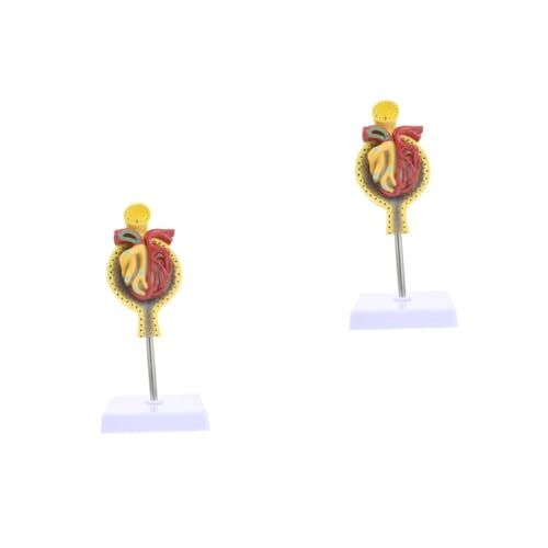 ULTECHNOVO 2 Stk Glomeruläres Modell Anatomie Skelettmodell Spiel Anatomiemodell Menschlich Herzmodell Modell Der Nierenanatomie Nierenmodell System Glomerulus-show-modell Pvc von ULTECHNOVO