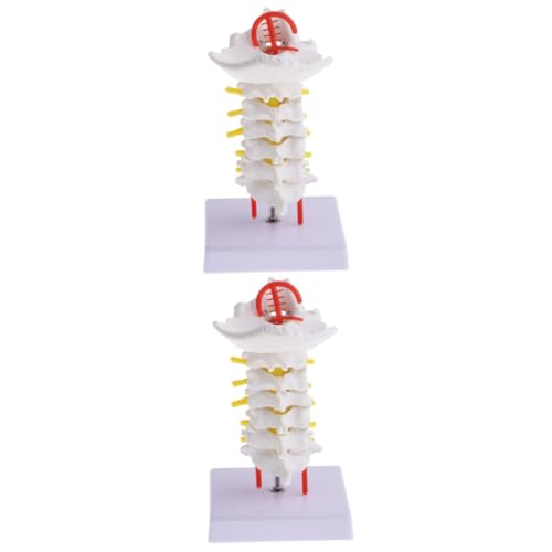 ULTECHNOVO 2 Stk Halswirbelsäule Mit Halsschlagader Wirbelmodell Anatomie Wirbelsäulenmodell Bausatz Skelettmodell Anatomisch Gerät Gehirn Menschlich Nacken Modell Der Halsschlagader Pvc von ULTECHNOVO