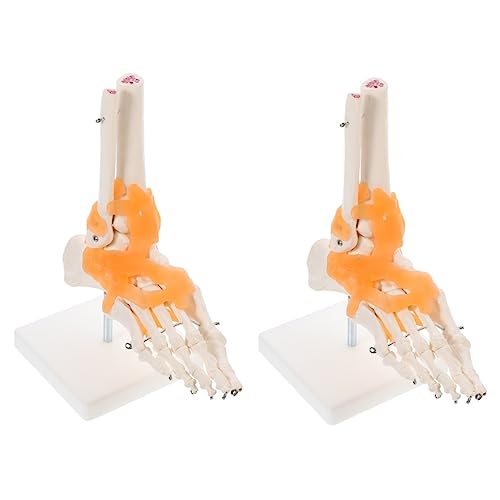 ULTECHNOVO 2 Stk Mannequin laborbedarf Fußgelenkmodell Modell der menschlichen Anatomie Modell der Fußanatomie Modelle werkzeug Lehrmittel für Ärzte Gelenkmodell des Fußskeletts Base PVC von ULTECHNOVO