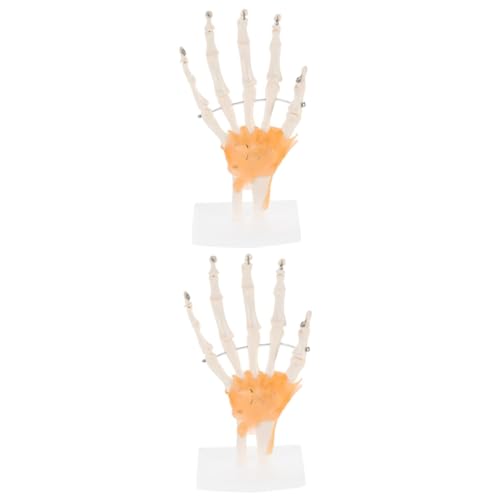 ULTECHNOVO 2 Stk Mannequin Menschliches Fußskelettmodell Wissenschaftliche Unterrichtsmaterialien Gelenkgelenkmodell Wissenschaftliches Lehrmittel Werkzeug Pvc Menschlicher Körper Handknochen von ULTECHNOVO