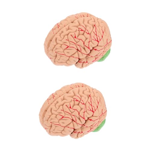 ULTECHNOVO 2 Stk Modell der Gehirnanatomie Gehirnmodell Gehirn Lehrmodell Organisator für Zahnseide aus Holz Lehrmodell des menschlichen Gehirns schaufensterpuppe Modelle Puzzle Lieferungen von ULTECHNOVO