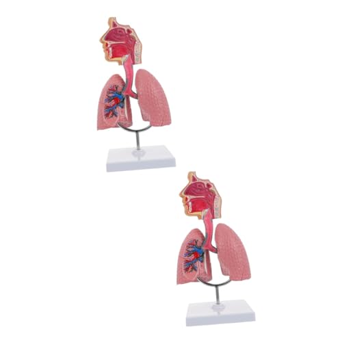 ULTECHNOVO 2 Stk Modell des Atmungssystems anatomical model Atemsystem Modell Lungenmodell Modell der menschlichen Atmung spielzeug Modelle Atem-Lungen-Lehrmodell Atemlungen-Anzeigemodell PVC von ULTECHNOVO