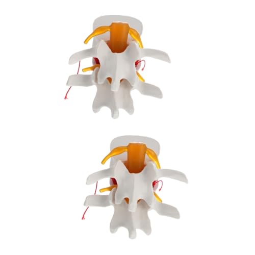 ULTECHNOVO 2 Stk Wirbelsäulenmodell Lendenwirbel Der Menschlichen Wirbelsäule Puppe Modell Des Menschlichen Körpers Modell Der Lendenwirbelsäulenanatomie Männchen Menschlicher Körper Pvc von ULTECHNOVO