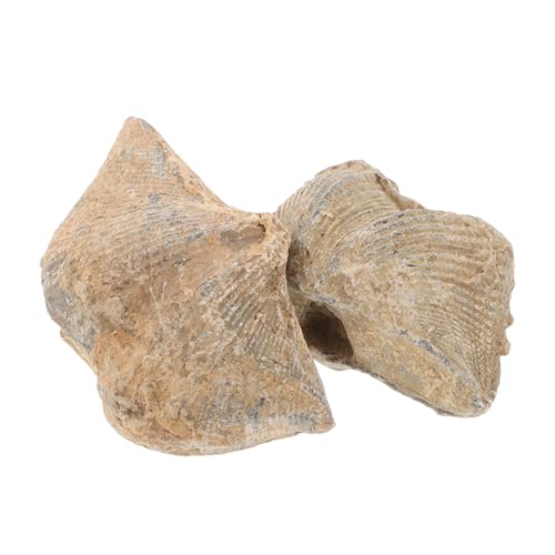 ULTECHNOVO 2 Stück Natürliche Muschelspezimen Dekoration für Sammler Lehrmaterialien und Wohnaccessoires Authentische Meeresfossilien für Archäologische Enthusiasten von ULTECHNOVO